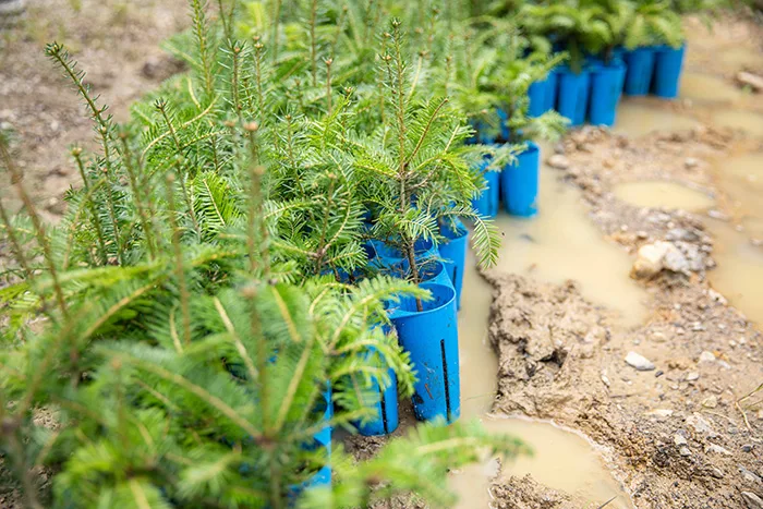 Junge Nadelbaumsetzlinge in blauen Wuchshüllen auf frisch bepflanztem Boden