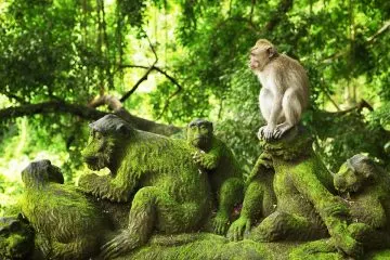 Langschwanzmakak sitzt auf moosbewachsenen Affenfiguren im Monkey Forest von Ubud