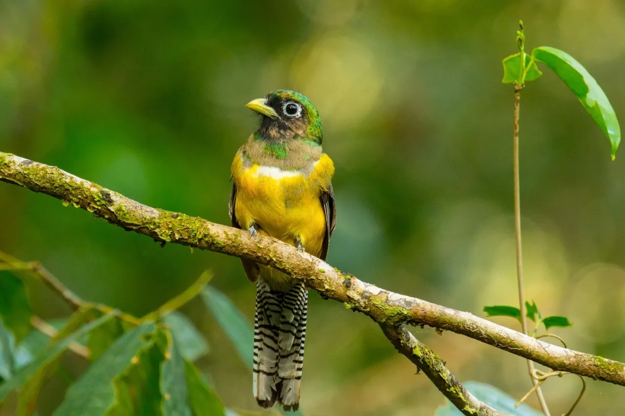 Trogon mit gelber Brust und dunkler Kehle sitzt auf einem bemoosten Zweig