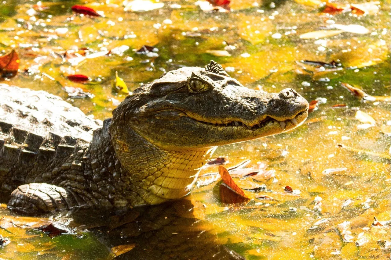 Brillenkaiman liegt mit dem Kopf über Wasser in einem laubbedeckten Tümpel