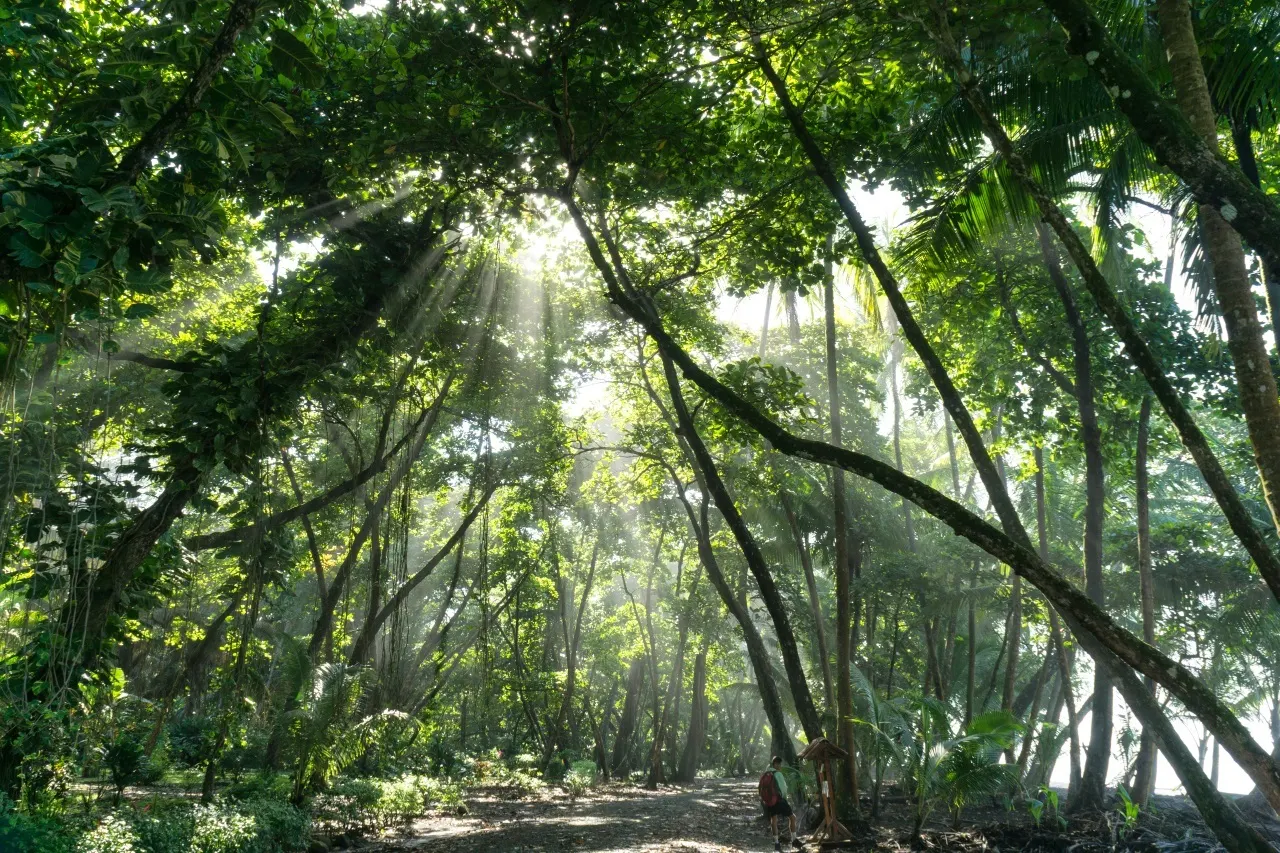 Sonnenstrahlen fallen durch das Blätterdach eines tropischen Regenwaldes