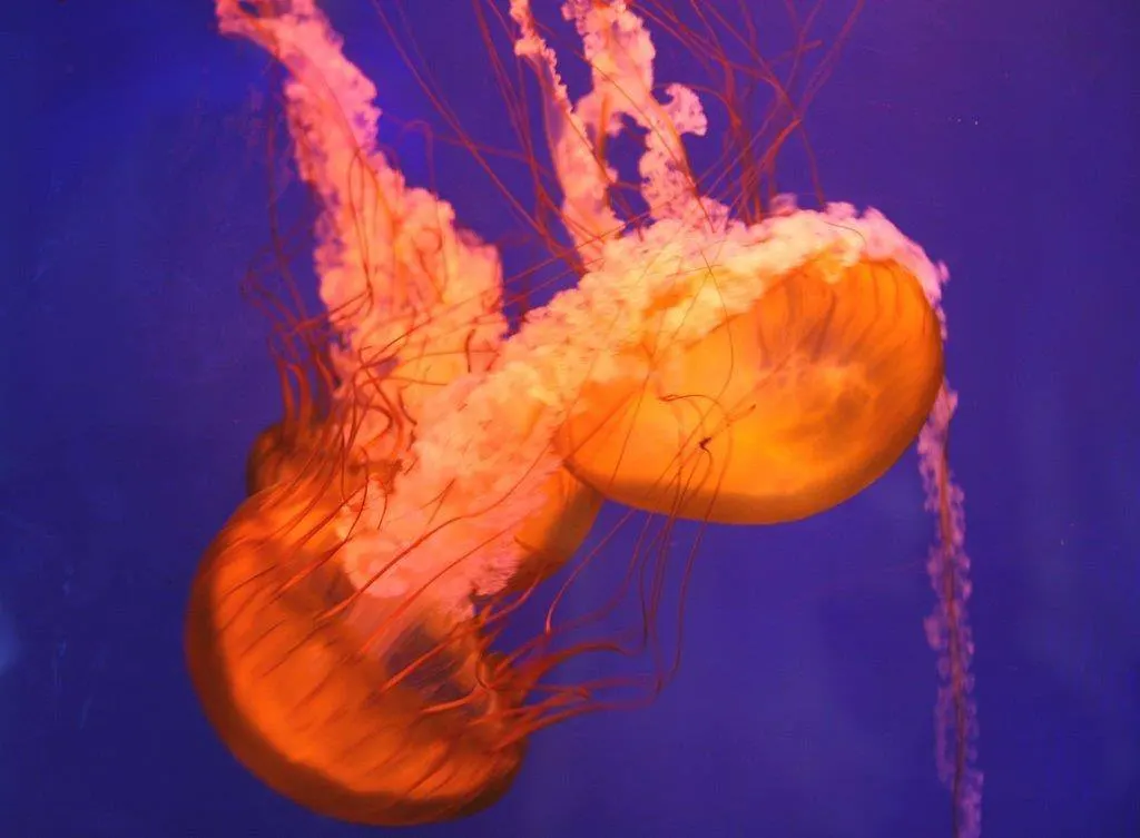 Zwei orange leuchtende Quallen mit langen Tentakeln im blauen Wasser