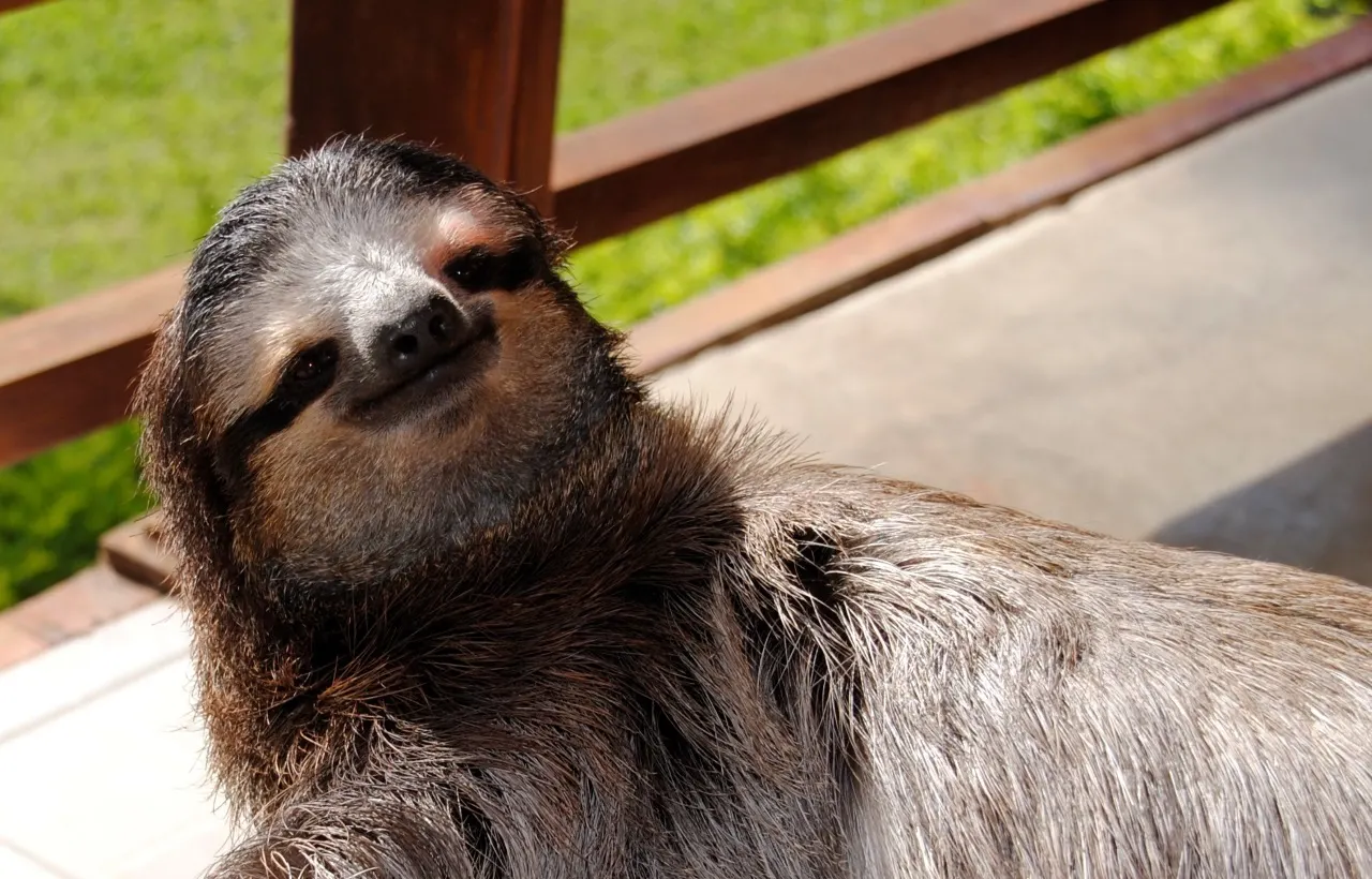 Fotocredit R.Richardson, Sloth Sanctuary