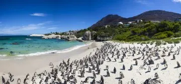 Große Kolonie afrikanischer Pinguine am weißen Sandstrand von Boulders Beach