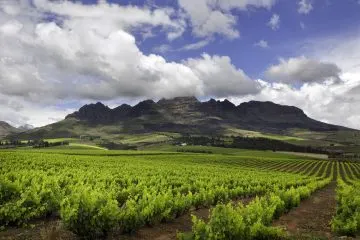 Weinberge in Reihen vor dem zerklüfteten Bergrücken der Region Stellenbosch