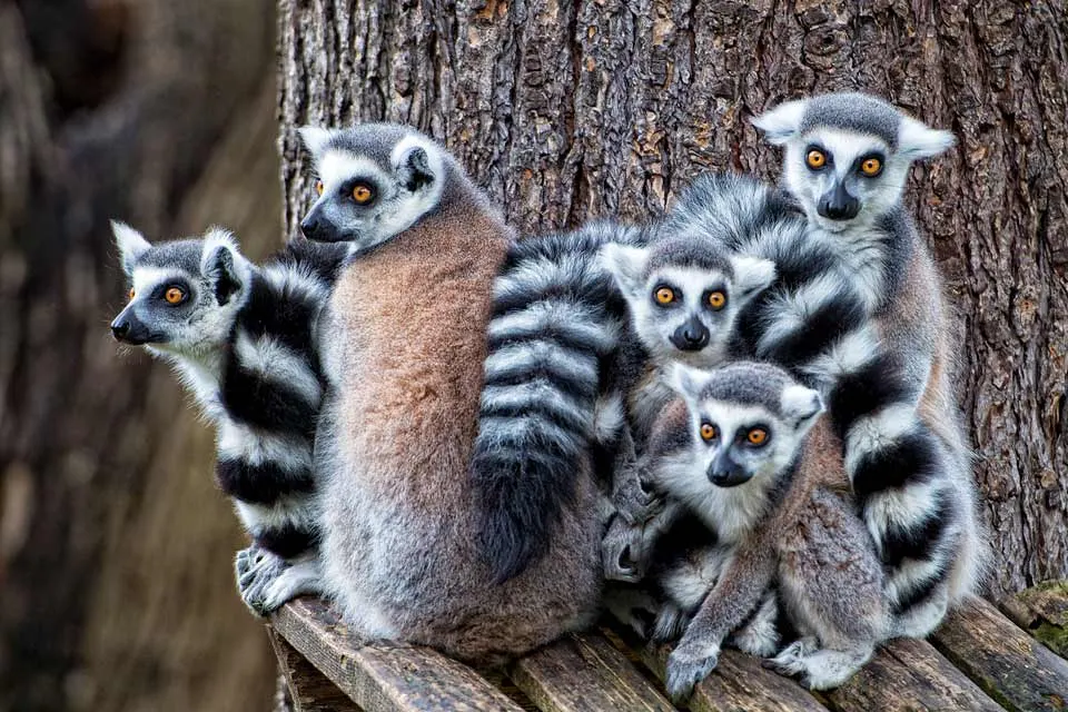 Lemuren bestaunen im Monkey Park