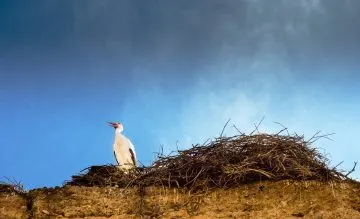 Storch mit geöffnetem Schnabel auf einem großen Reisignest gegen dunkelblauen Himmel