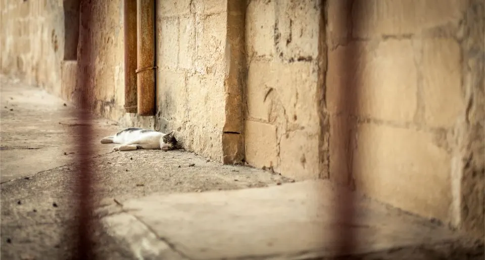 Weiße Katze schläft in einem Arkadengang aus Kalkstein, im Vordergrund verschwommene Gitterstäbe