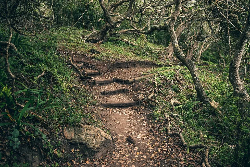 Außerhalb Kapstadts: Natur entdecken auf der Garden Route