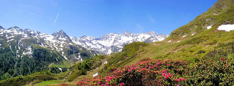 Alpenpanorama mit verschneiten Gipfeln, grünen Hängen und blühenden Alpenrosen im Vordergrund