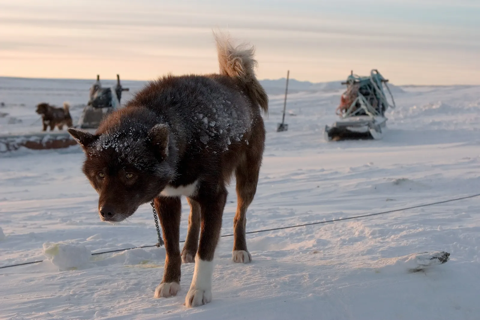 Hundeschlitten-Tour mit Grönland-Huskies
