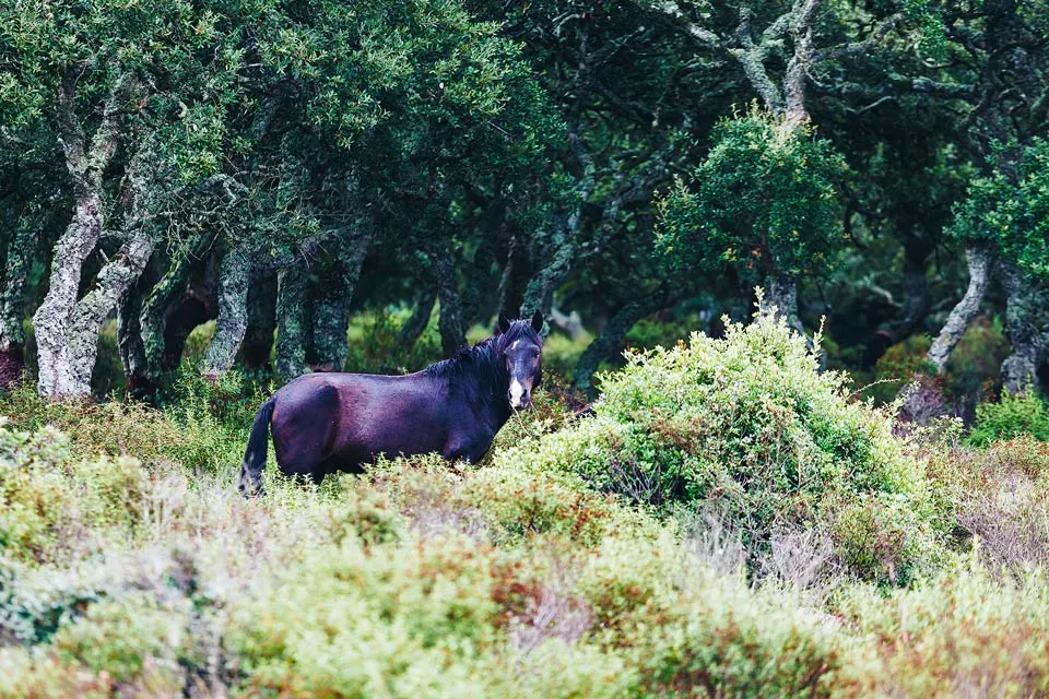 Wildpferd in der Giara di Gesturi