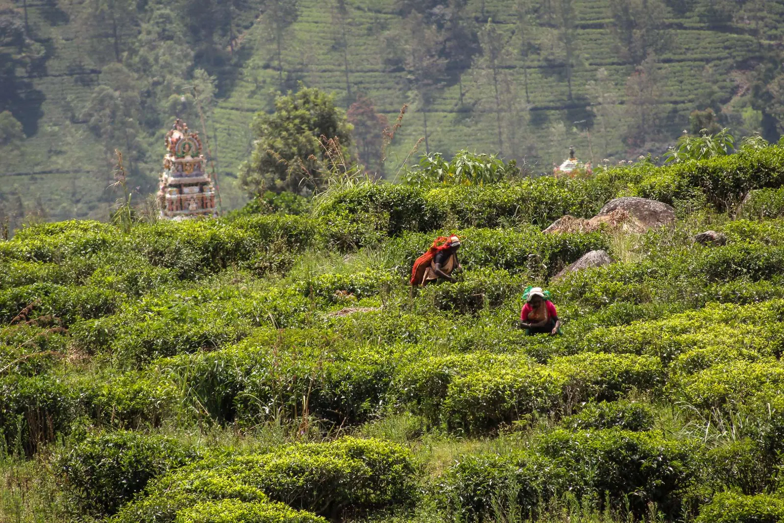 Sri Lanka mit dem Zug bereisen