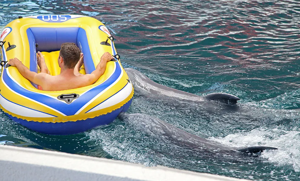 Delfine im Delfinarium